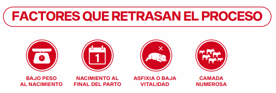 Calostro: las primeras horas que definen toda la vida del lechón. Los factores que determinan su calidad y su consumo - Parte II - Image 1