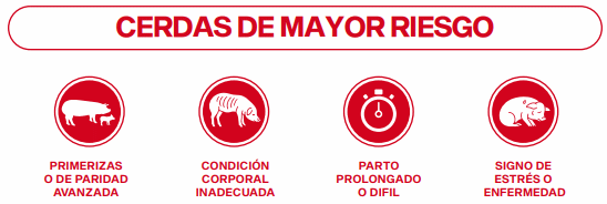 Calostro: las primeras horas que definen toda la vida del lechón. Los factores que determinan su calidad y su consumo - Parte II - Image 2