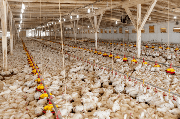 Bioseguridad: protege a tus aves de enfermedades - Image 1
