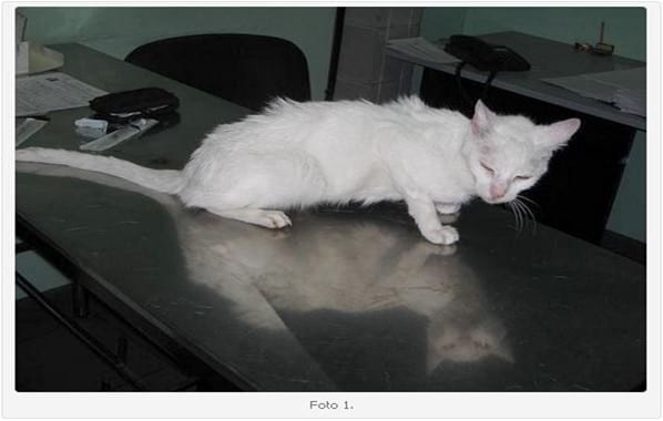 Diarrea Malasimilativa por Hipertiroidismo en el Gato. Reporte de 4 casos. - Image 1