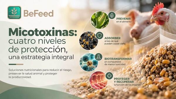Micotoxinas: cuatro niveles de protección, una estrategia integral - Image 1