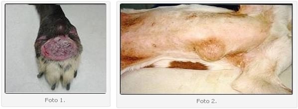 Prevalencia de los grados histológicos en pacientes con mastocitoma atendidos en el Hospital Escuela de la Facultad de Ciencias Veterinarias UBA. - Image 2