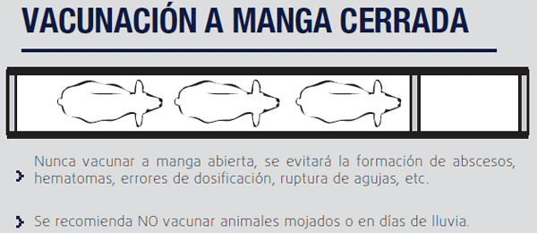 Fiebre Aftosa, guía sobre buenas prácticas de vacunación - Image 2