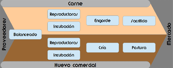 La gestión por procesos, el primer paso para implantar un sistema de Inteligencia Avícola - Image 1