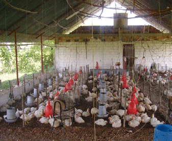 Utilización del fruto de palma de aceite en la alimentacion de pollos de engorde en fase de finalizacion - Image 1
