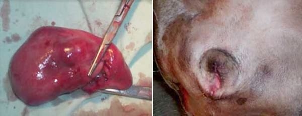 Hiperplasia vaginal en un canino: reporte de un caso - Image 3