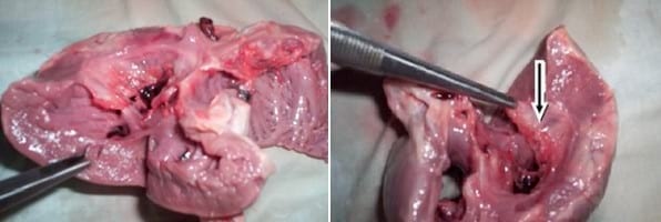 Descripción clínico anatomopatológica de una estenosis pulmonar subvalvular congénita en un canino: reporte de un caso - Image 6