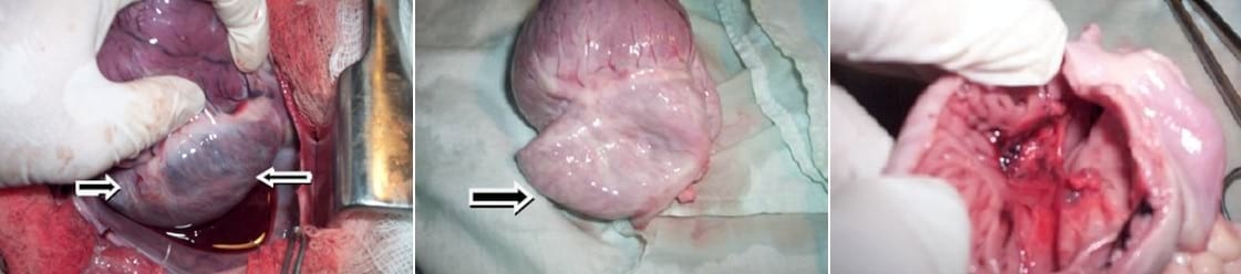 Descripción clínico anatomopatológica de una estenosis pulmonar subvalvular congénita en un canino: reporte de un caso - Image 7