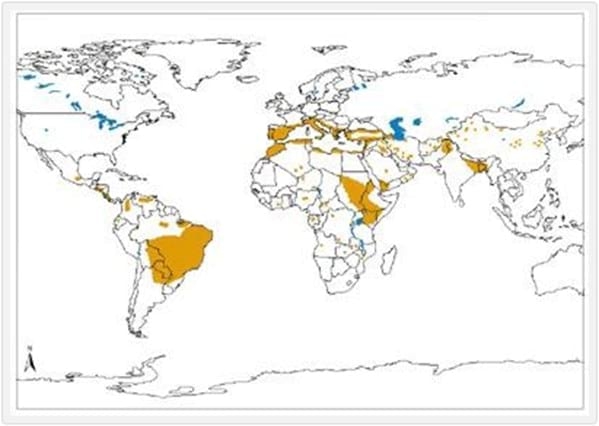 Leishmaniosis Visceral en los Caninos y Felinos: Actualización. - Image 1