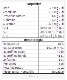 Cirrosis biliar en el gato. Reporte de un caso. - Image 1