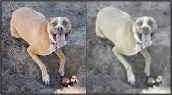 ¿Cómo ven los animales? - Image 7