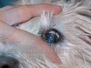 TRASLACIÓN CORNEO CONJUNTIVAL: RESOLVIENDO UN DESCEMATOCELE - Image 4