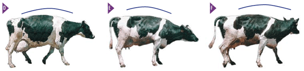Las cojeras no pueden esperar - Image 2