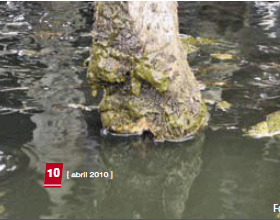 La ruta de la vaca: Analizando la superficie de patios y áreas de desplazamiento - Image 6