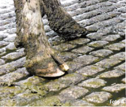 La ruta de la vaca: Analizando la superficie de patios y áreas de desplazamiento - Image 4