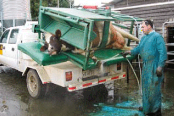 Manteniendo a raya los problemas de patas - Image 8