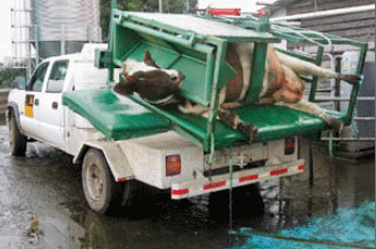 Manteniendo a raya los problemas de patas - Image 6