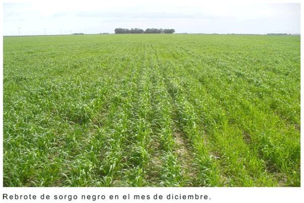 Encadenamiento forrajero de pasturas perennes sobre un sistema real de producción - Image 7