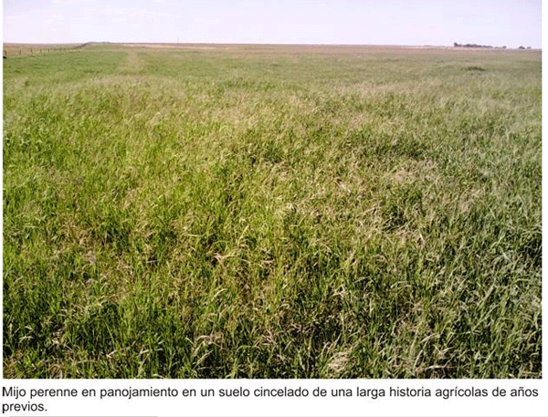 Encadenamiento forrajero de pasturas perennes sobre un sistema real de producción - Image 6