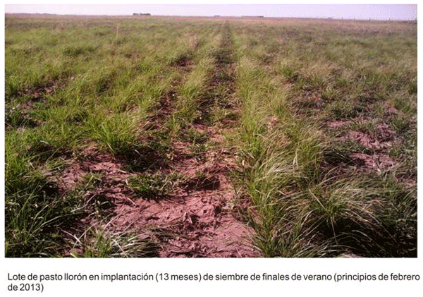 Encadenamiento forrajero de pasturas perennes sobre un sistema real de producción - Image 5