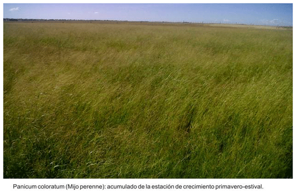 Encadenamiento forrajero de pasturas perennes sobre un sistema real de producción - Image 4