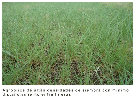 Encadenamiento forrajero de pasturas perennes sobre un sistema real de producción - Image 10