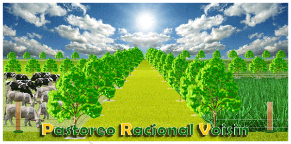 Pastoreo Racional Voisin: tecnología silvopastoril - Image 1
