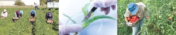 La innovación en la agricultura: un proceso clave para el desarrollo sostenible - Image 2