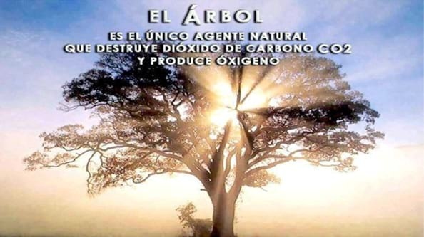 Bosques Naturales  Multipropósito, Proyectos de Factibilidad Económica - Image 11