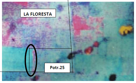 Rejuvenecimiento de las alfalfas, al 20 años de aquella experiencia - Image 4