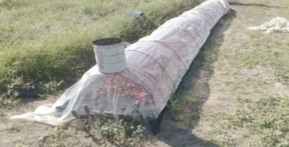Comparación de diferentes modelos de aplicación de tecnologías en la producción de pimiento seco para pimentón (Capsicum annuum L.) en el área de riego de Santiago del Estero, Argentina - Image 13