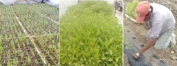 Comparación de diferentes modelos de aplicación de tecnologías en la producción de pimiento seco para pimentón (Capsicum annuum L.) en el área de riego de Santiago del Estero, Argentina - Image 8