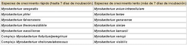 Micobacteriosis en gatos - Image 1
