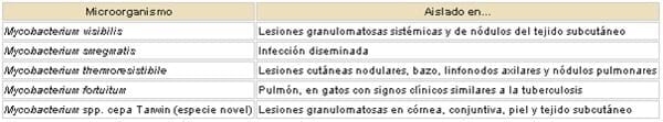 Micobacteriosis en gatos - Image 2