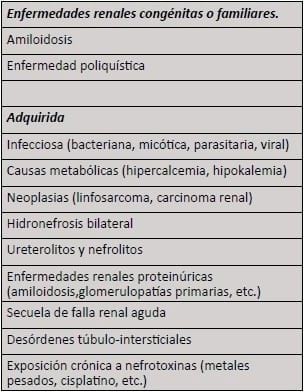 Aplicación de células madre en el paciente felino con enfermedad renal crónica - Image 1