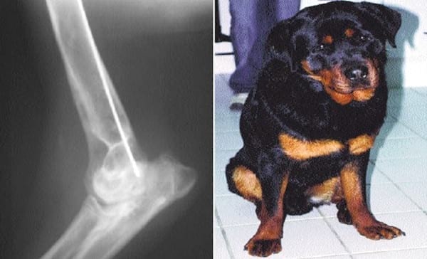 Tratamiento de la osteoartrosis en pequeños animales - Image 2