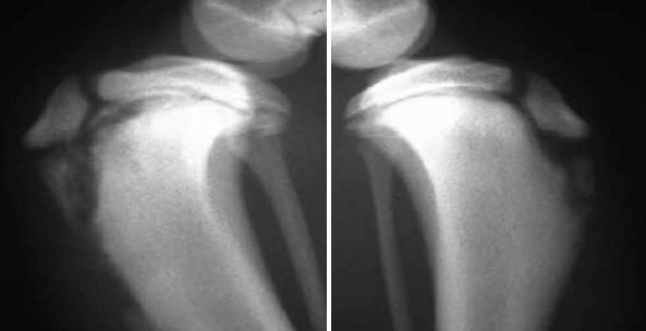 Enfermedad de Osgood-Schlatter en caninos - Image 1