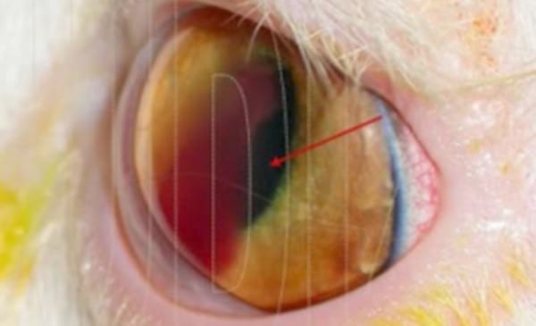 Traumatismo Ocular y Cuerpo Extraño - Image 5