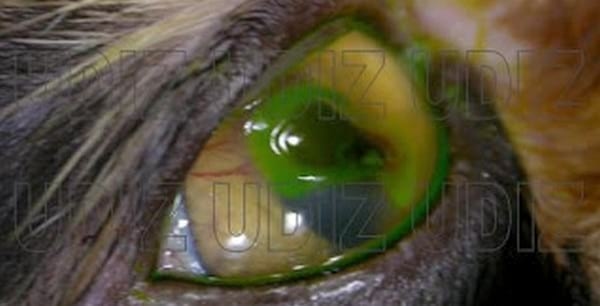 Secuestro Corneal Felino - Image 1