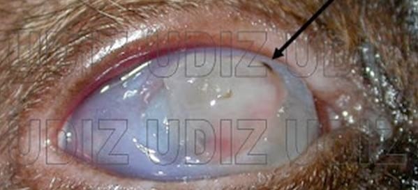 Secuestro Corneal Felino - Image 6