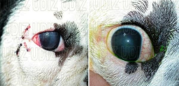 Quiste Dermoide Palpebral: Hablemos del Quirófano - Image 3