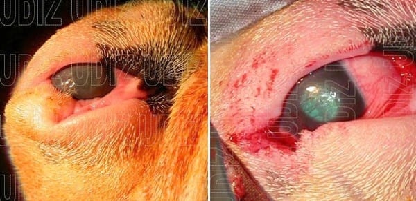 Quiste Dermoide Palpebral: Hablemos del Quirófano - Image 1