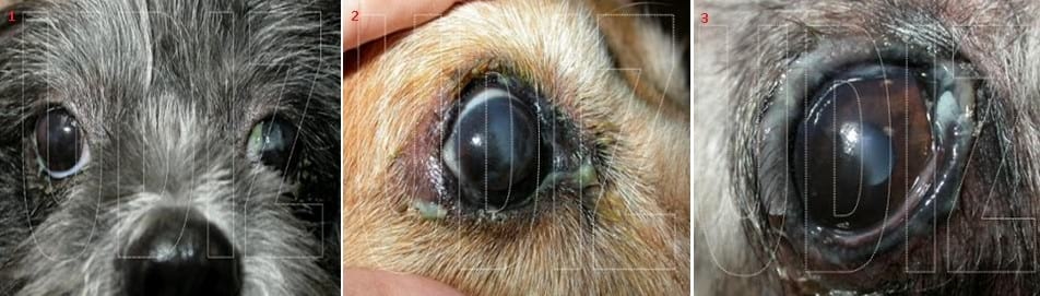 Queratoconjuntivitis Seca (QCS) - Image 1