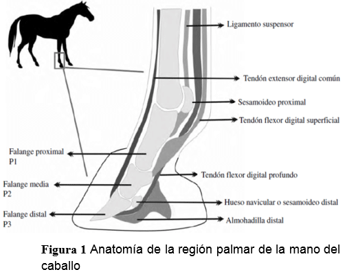 Tendinopatías del tendón flexor digital superficial: diagnóstico y tratamientos - Image 1