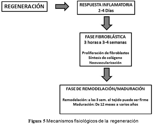 Tendinopatías del tendón flexor digital superficial: diagnóstico y tratamientos - Image 5