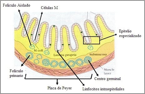 Efecto de taninos del sorgo en la nutrición de aves - Image 17