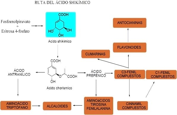 Efecto de taninos del sorgo en la nutrición de aves - Image 10