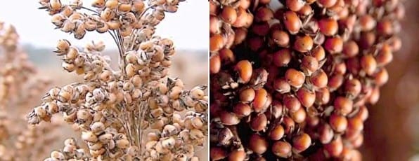 Efecto de taninos del sorgo en la nutrición de aves - Image 1