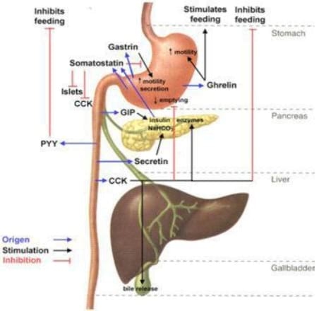 Nutrición y Fisiología Perinatal en aves - Image 1