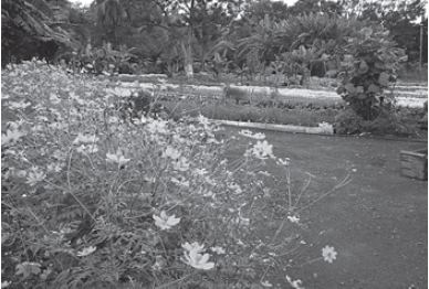Contribución al diseño agroecológico de sistemas de producción urbanos y suburbanos para favorecer procesos ecológicos - Image 1